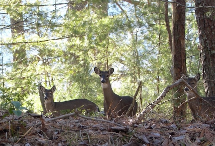 deer guests